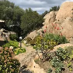 L'olivastro A Porto Cervo