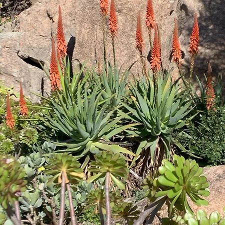 L'olivastro A * Porto Cervo