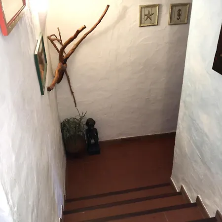 L'olivastro A Porto Cervo