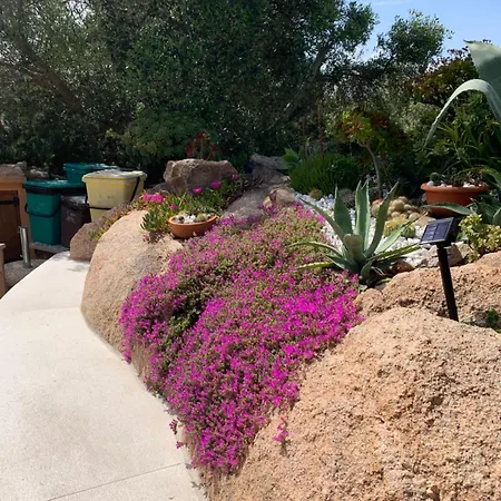 L'olivastro A Porto Cervo