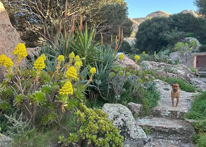 Tatil Evi L'olivastro 1 Porto Cervo