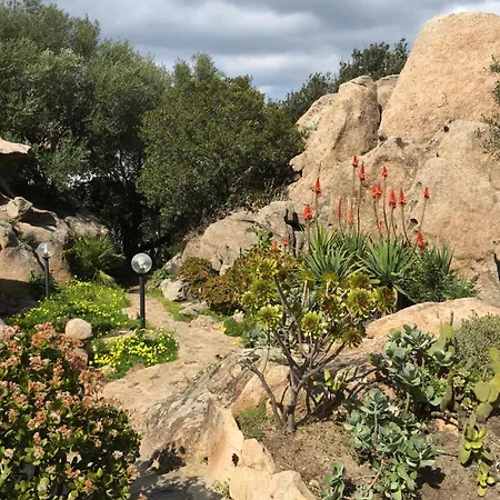 L'olivastro A Porto Cervo